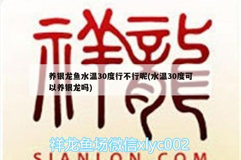 養銀龍魚水溫30度行不行呢(水溫30度可以養銀龍嗎) 養銀龍魚水溫30度行不行呢(水溫30度可以養銀龍嗎) 銀龍魚百科 第3張