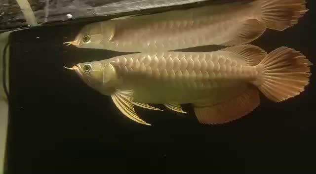 大湖紅龍魚好嗎能吃嗎：\"大湖紅龍魚養(yǎng)殖技巧