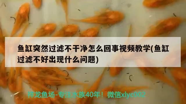 魚(yú)缸突然過(guò)濾不干凈怎么回事視頻教學(xué)(魚(yú)缸過(guò)濾不好出現(xiàn)什么問(wèn)題)