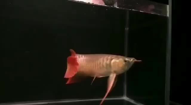 大湖紅龍魚圖片欣賞高清圖：大湖紅龍魚圖片欣賞