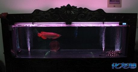 如何選擇適合金龍魚的水族燈：選擇適合金龍魚的水族燈需考慮多個因素以確保最佳的水生生物照明