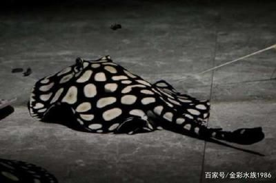 魟魚(yú)吃完食趴著不動(dòng)：魟魚(yú)吃完食后為什么會(huì)趴著不動(dòng)并采取適當(dāng)?shù)拇胧﹣?lái)確保健康和幸福