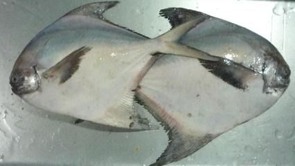 魟魚能餓多久不吃東西：魟魚不吃東西的存活時(shí)間
