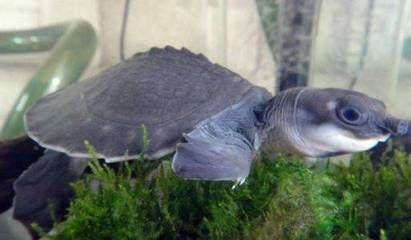 豬鼻龜是哪的特產：豬鼻龜的飼養技巧