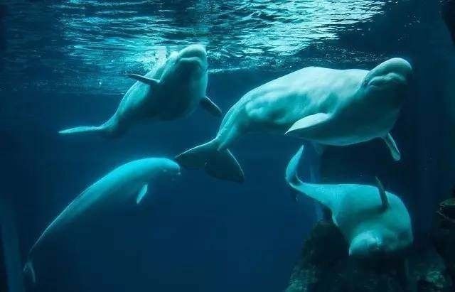 水族館排行榜：世界上最大的水族館，你去過幾個？
