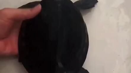 豬鼻龜身上腐皮白點怎么治：豬鼻龜得了白斑病怎么辦