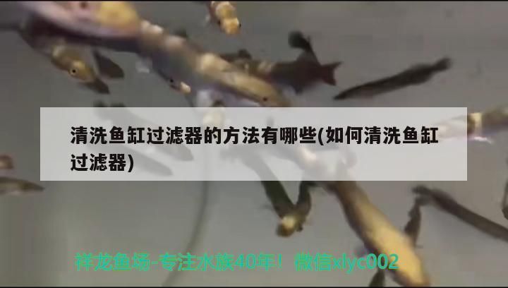 清洗魚缸過濾器的方法有哪些(如何清洗魚缸過濾器) 觀賞魚百科 第2張 清洗魚缸過濾器的方法有哪些(如何清洗魚缸過濾器) 清洗魚缸過濾器的方法有哪些(如何清洗魚缸過濾器) 觀賞魚百科 第2張