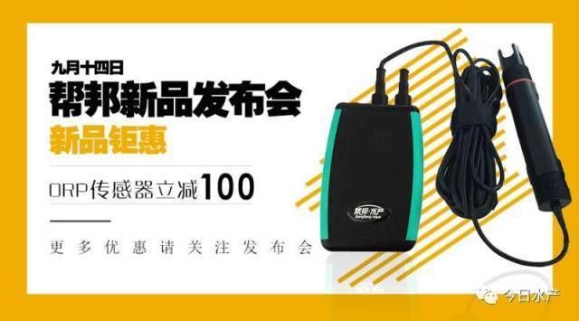 龍虎魟標配，揭秘頂級觀賞魚缸的黃金三角組合，龍虎魟標配，頂級觀賞魚缸的黃金三角組合解析