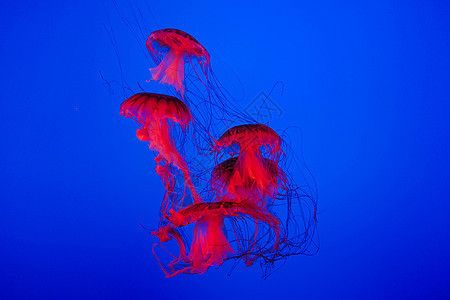 水族館店鋪照片大全真實：水族館店鋪照片大全