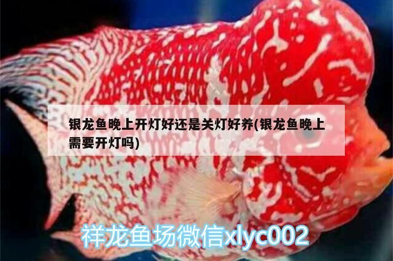銀龍魚晚上開燈好還是關(guān)燈好養(yǎng)(銀龍魚晚上需要開燈嗎) 銀龍魚晚上開燈好還是關(guān)燈好養(yǎng)(銀龍魚晚上需要開燈嗎) 銀龍魚百科 第3張