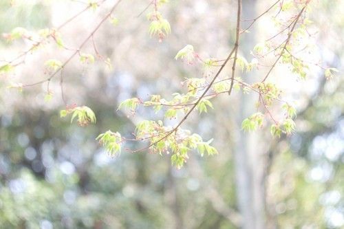 泰虎多少錢一只幼崽圖片:泰虎多少錢一只 虎魚百科 第1張 泰虎多少錢一只幼崽圖片:泰虎多少錢一只 泰虎多少錢一只幼崽圖片:泰虎多少錢一只 虎魚百科 第1張