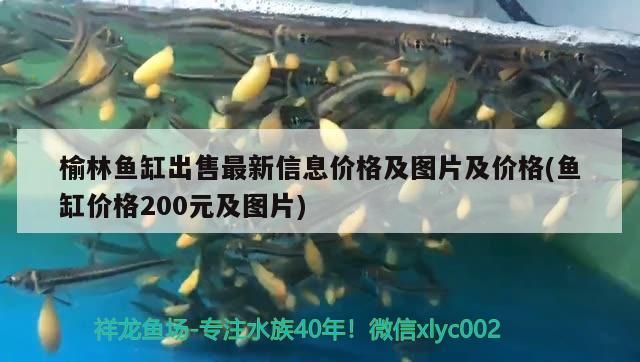 榆林魚缸出售最新信息價格及圖片及價格(魚缸價格200元及圖片) 榆林魚缸出售最新信息價格及圖片及價格(魚缸價格200元及圖片) 黃金貓魚百科 第4張