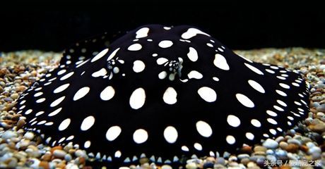 魟魚皇冠黑白趴缸：黑白皇冠魟魚是一種受歡迎的熱帶觀賞魚以其獨特的外觀和優雅的游泳姿態著稱 魟魚皇冠黑白趴缸：黑白皇冠魟魚是一種受歡迎的熱帶觀賞魚以其獨特的外觀和優雅的游泳姿態著稱 魟魚百科 第4張