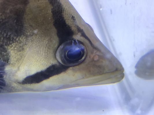 虎魚(yú)怎么會(huì)蒙眼睛：虎魚(yú)為什么會(huì)蒙眼 虎魚(yú)怎么會(huì)蒙眼睛：虎魚(yú)為什么會(huì)蒙眼 虎魚(yú)百科 第1張