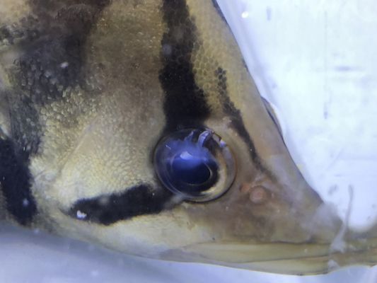 虎魚(yú)怎么會(huì)蒙眼睛：虎魚(yú)為什么會(huì)蒙眼 虎魚(yú)怎么會(huì)蒙眼睛：虎魚(yú)為什么會(huì)蒙眼 虎魚(yú)百科 第3張