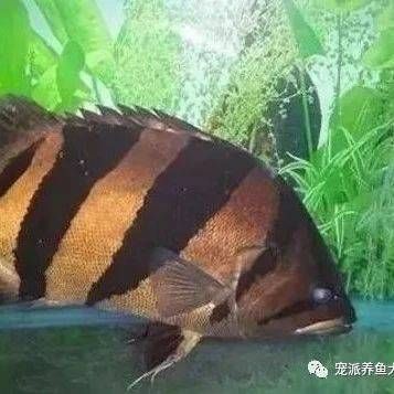 虎魚(yú)怎么會(huì)蒙眼睛：虎魚(yú)為什么會(huì)蒙眼 虎魚(yú)怎么會(huì)蒙眼睛：虎魚(yú)為什么會(huì)蒙眼 虎魚(yú)百科 第4張