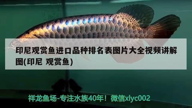 印尼大湖紅龍魚視頻大全圖片欣賞：印尼大湖紅龍魚視頻