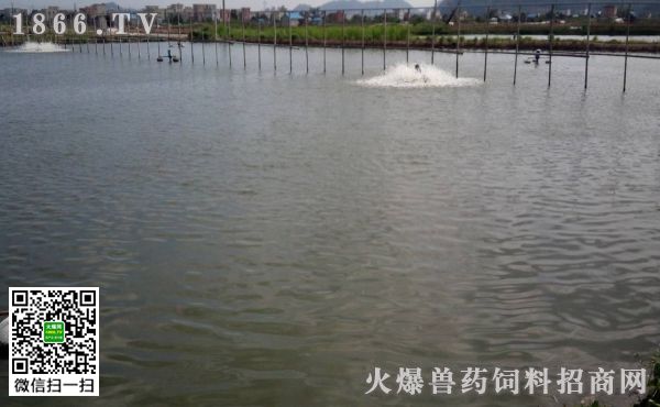 魚缸上的鹽垢怎么去除小妙招(魚缸上的鹽垢怎么去除小妙招圖片)