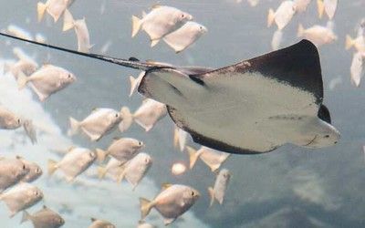 魟魚糞便有黏膜：魟魚的糞便時(shí)注意到其中存在黏膜以下是否存在健康問題