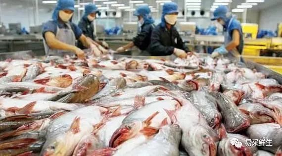 做生意養什么魚最旺財？這幾種風水魚助你財運亨通！養這幾種風水魚，生意興隆財運旺！