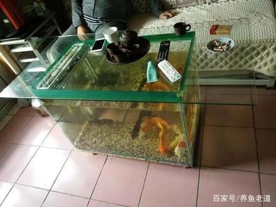 40厘米魚缸能養什么：40厘米的魚缸適合養一些小型熱帶魚，且與40厘米的魚缸搭配效果很好 40厘米魚缸能養什么：40厘米的魚缸適合養一些小型熱帶魚，且與40厘米的魚缸搭配效果很好 魚缸百科 第1張