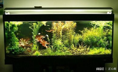 40厘米魚缸能養什么：40厘米的魚缸適合養一些小型熱帶魚，且與40厘米的魚缸搭配效果很好 40厘米魚缸能養什么：40厘米的魚缸適合養一些小型熱帶魚，且與40厘米的魚缸搭配效果很好 魚缸百科 第2張