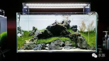40厘米魚缸能養什么：40厘米的魚缸適合養一些小型熱帶魚，且與40厘米的魚缸搭配效果很好 40厘米魚缸能養什么：40厘米的魚缸適合養一些小型熱帶魚，且與40厘米的魚缸搭配效果很好 魚缸百科 第4張