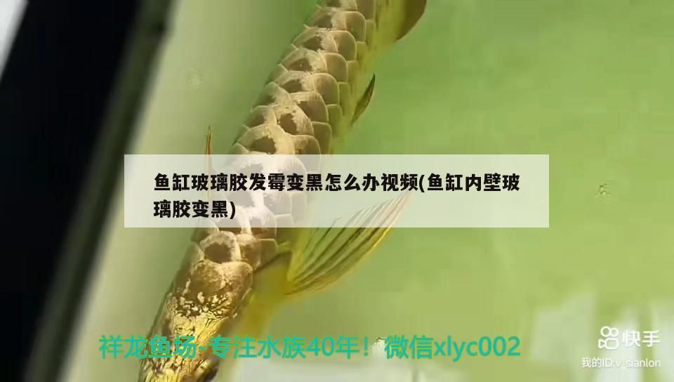 龍魚批發(fā)基地地址電話是多少？，龍魚批發(fā)基地地址電話是多少號龍魚批發(fā)基地地址電話是多少號