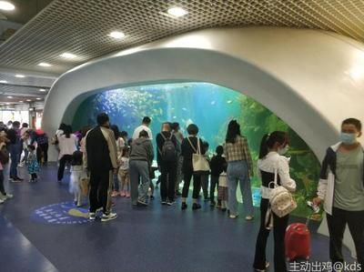 想開一家小型水族館怎么樣：開設一家小型水族館可以是一項有趣且有潛力的商業活動