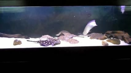 魟魚打架咬傷了能長好嗎：魟魚打架咬傷了能長好嗎[需手動填充]魚打架咬傷了能長好嗎