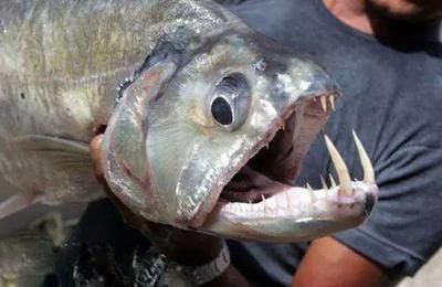 虎魚兇不兇:關于虎魚兇猛程度的一些詳細信息:虎魚兇不兇不兇 虎魚百科 第2張 虎魚兇不兇:關于虎魚兇猛程度的一些詳細信息:虎魚兇不兇不兇 虎魚兇不兇:關于虎魚兇猛程度的一些詳細信息:虎魚兇不兇不兇 虎魚百科 第2張