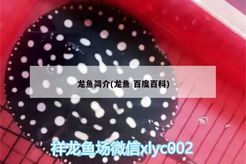 龍魚簡介(龍魚百度百科) 龍魚簡介(龍魚百度百科) 錦鯉魚百科 第2張