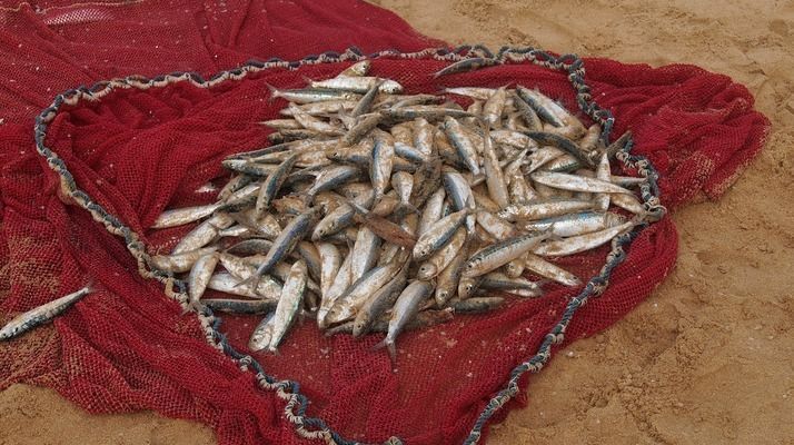 龍魚不吃魚糧vs祥龍魚場：龍魚不吃魚糧怎么辦 龍魚不吃魚糧vs祥龍魚場：龍魚不吃魚糧怎么辦 vs祥龍魚場 第4張