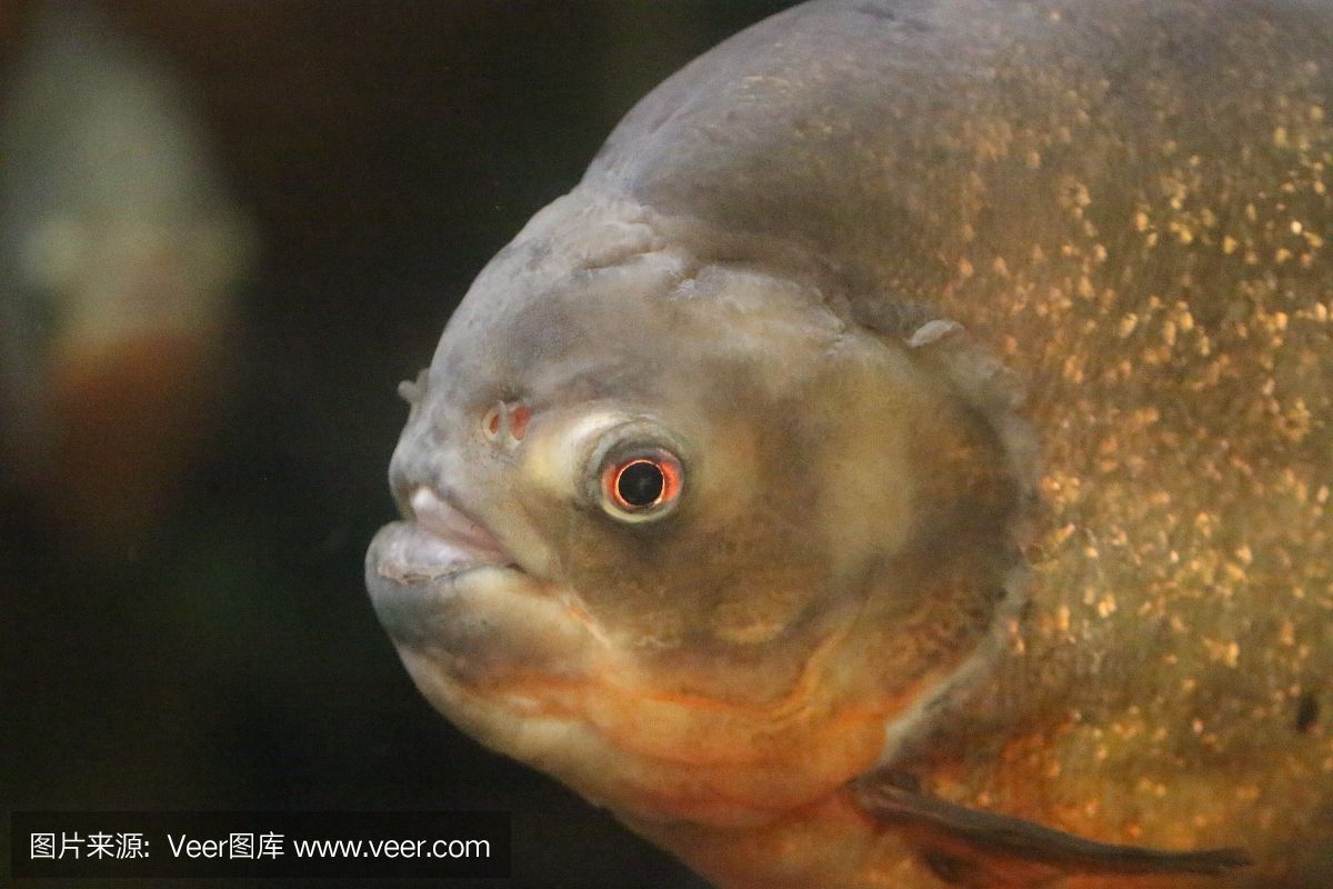 虎魚一人一四紋：虎魚一人一四紋怎么區分