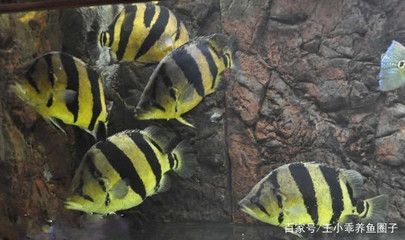 虎魚吃得多嗎怎么養(yǎng)：虎魚吃得多嗎怎么養(yǎng)虎魚的注意事項(xiàng)