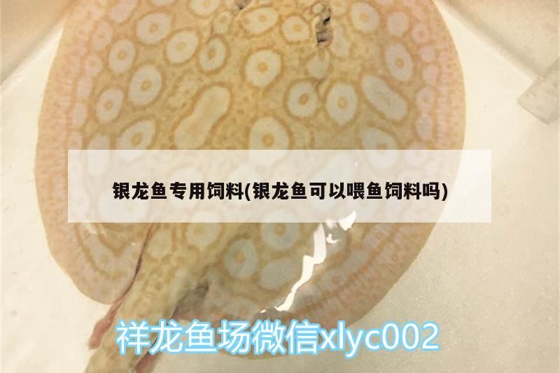銀龍魚專用飼料(銀龍魚可以喂魚飼料嗎) 銀龍魚百科 第2張 銀龍魚專用飼料(銀龍魚可以喂魚飼料嗎) 銀龍魚專用飼料(銀龍魚可以喂魚飼料嗎) 銀龍魚百科 第2張