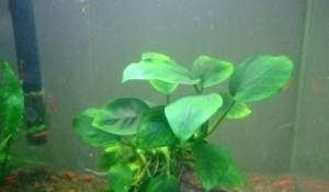 吃浮萍的觀賞魚有哪些品種好（吃浮萍的觀賞魚品種有哪些？）