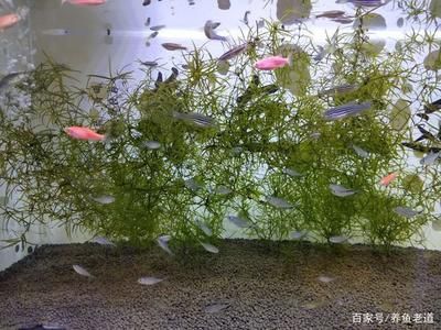 吃浮萍的觀賞魚有哪些品種好（吃浮萍的觀賞魚品種有哪些？）
