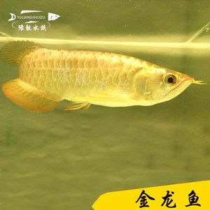 過背金龍魚和高背金龍魚哪個好養一點呢圖片：過背金龍魚和高背金龍魚哪個好養，過背金龍魚的區別