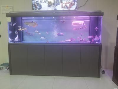 怎么給銀龍魚喂食物(銀龍魚如何喂食) 怎么給銀龍魚喂食物(銀龍魚如何喂食) 銀龍魚百科 第1張