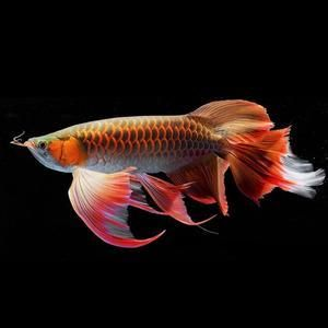 紅龍魚蒙眼是什么原因導致的：導致紅龍魚蒙眼的原因
