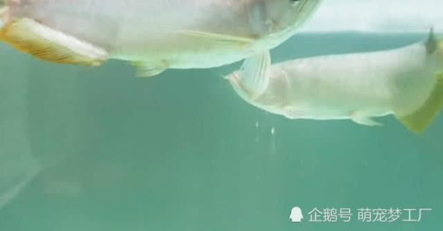 龍魚不游泳是怎么回事呢
