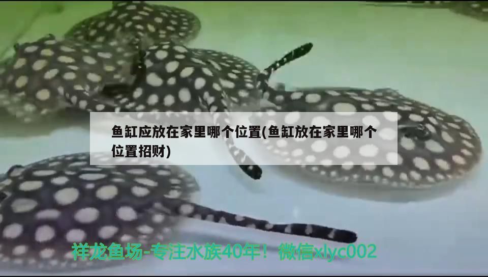 大慶哪里賣魚缸好（ 大慶魚缸廠）