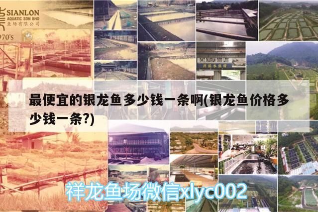 最便宜的銀龍魚多少錢一條啊(銀龍魚價格多少錢一條?) 最便宜的銀龍魚多少錢一條啊(銀龍魚價格多少錢一條?) 銀龍魚百科 第2張