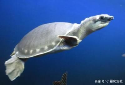 金龍魚飼料原料供應商 金龍魚飼料原料供應商 龍魚百科 第5張