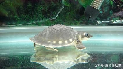 豬鼻龜?shù)乃疁厥嵌嗌俣龋贺i鼻龜水溫多少度