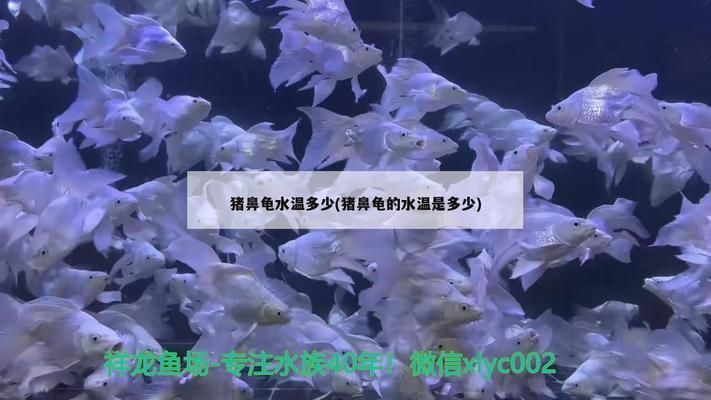 豬鼻龜?shù)乃疁厥嵌嗌俣龋贺i鼻龜水溫多少度
