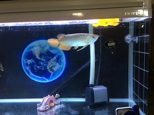 大白片可以直接喂龍魚嗎vs祥龍魚場：大白片能否直接喂養龍魚