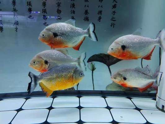 大白片可以直接喂龍魚嗎vs祥龍魚場：大白片能否直接喂養龍魚