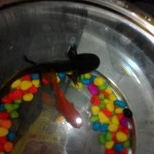 龍魚吃什么蟲子